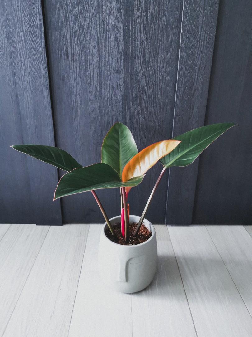 Philodendron Red Congo With Baby Golden Leaf Furniture Home Living Gardening Plants Seeds On Carousell