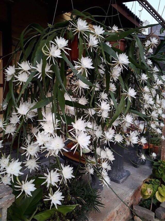 Pokok Mini Bakawali Kembang Siang Home Furniture Gardening On Carousell