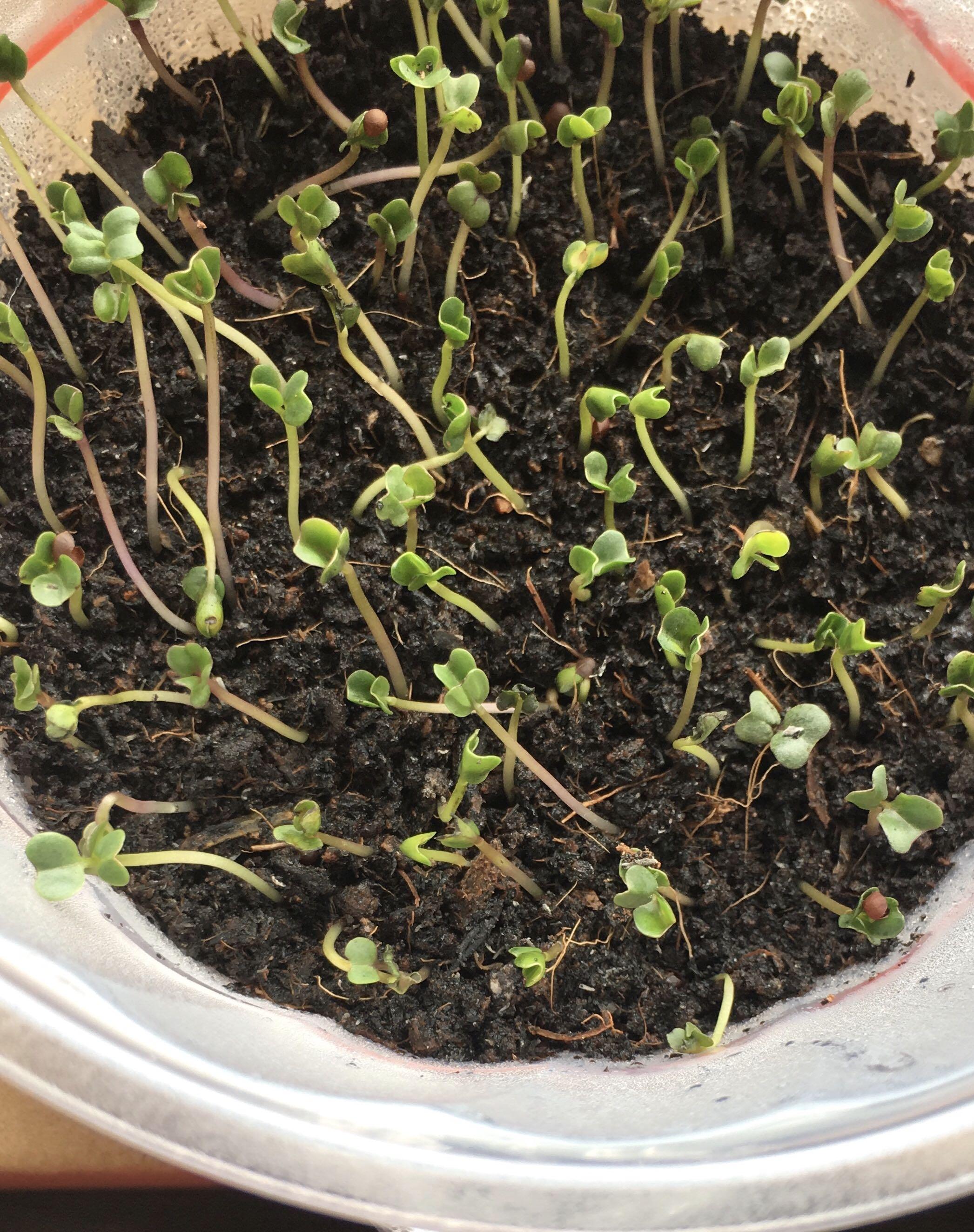 [One left] Potting Soil Garden Formula, Furniture & Home Living