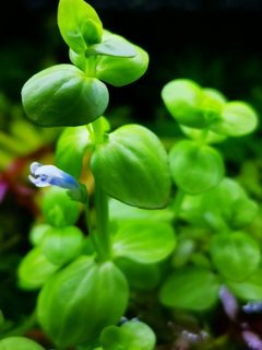 (Category: ) located in . Submitted by collectoraquatics (Listing ID 1030207197, Image 1). Description: .
