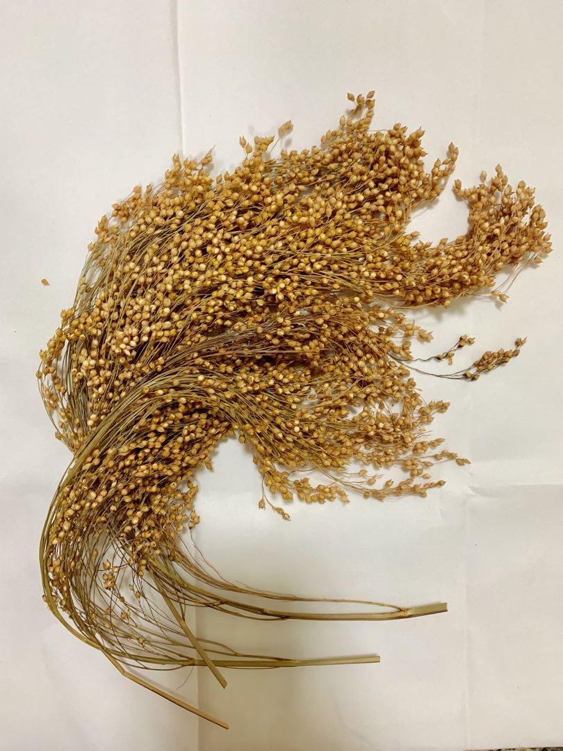 millet spray hamster