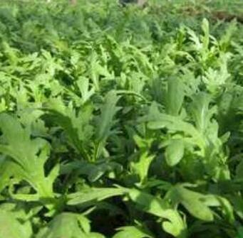 皇帝菜種子茼蒿春菊可水種水耕菜秋冬天菜種園藝菜田田園樂中級有機菜organic Hydroponics Emperor Vegetable Seeds Plants Coronarium Gardening 傢俬 家居 Gardening