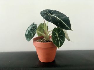 （分類：）位於 。 由 uzzzz 提交（商品編號 1030345449，圖片 1）。簡介： 。