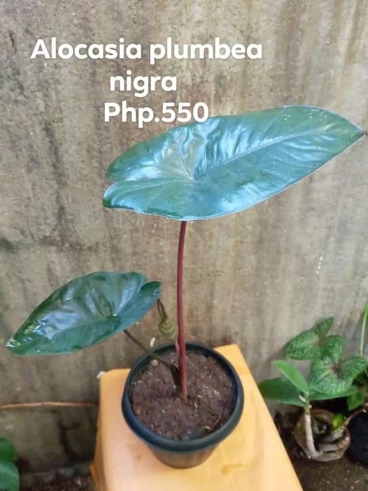Alocasia Plumbea Nigra Furniture Home Living Gardening Plants Seeds On Carousell