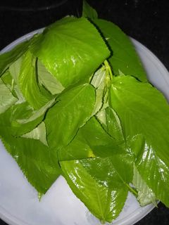 (Category: ) located in . Submitted by 100plants (Listing ID 1030355560, Image 1). Description: .