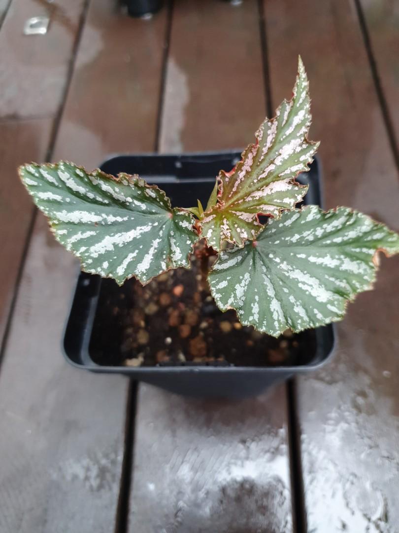 Angel Wing Begonia Lana Furniture Home Living Gardening Plants Seeds On Carousell