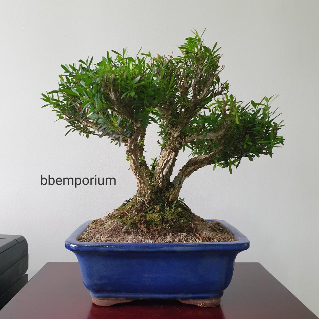Boxwood Bonsai Tree 🌿 (IX20), Gardening, Plants on Carousell Boxwood Bonsai Tree 🌿 (IX20), Gardening, Plants on Carousell