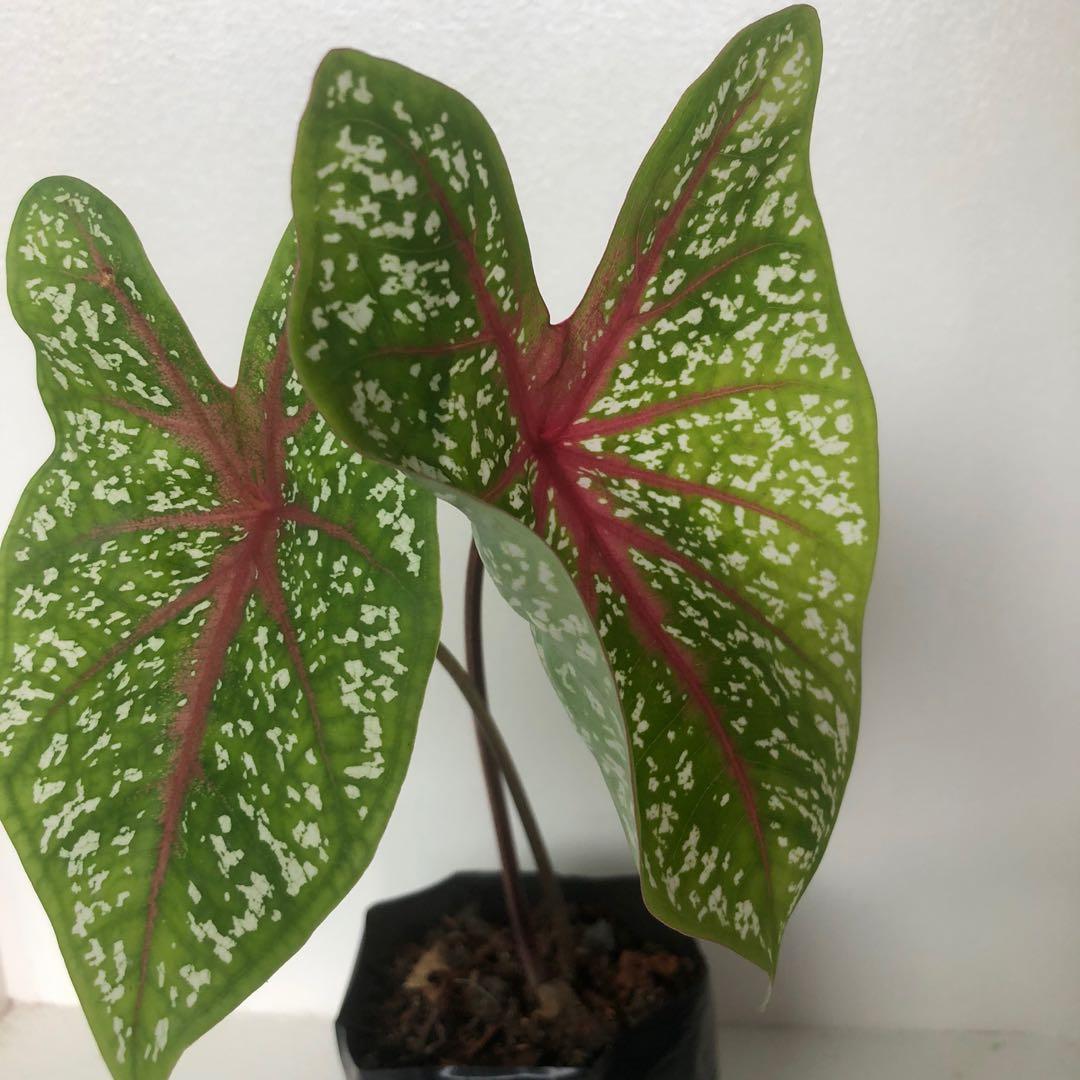 Caladium Rosebud Medium Gardening Flowers Plants On Carousell