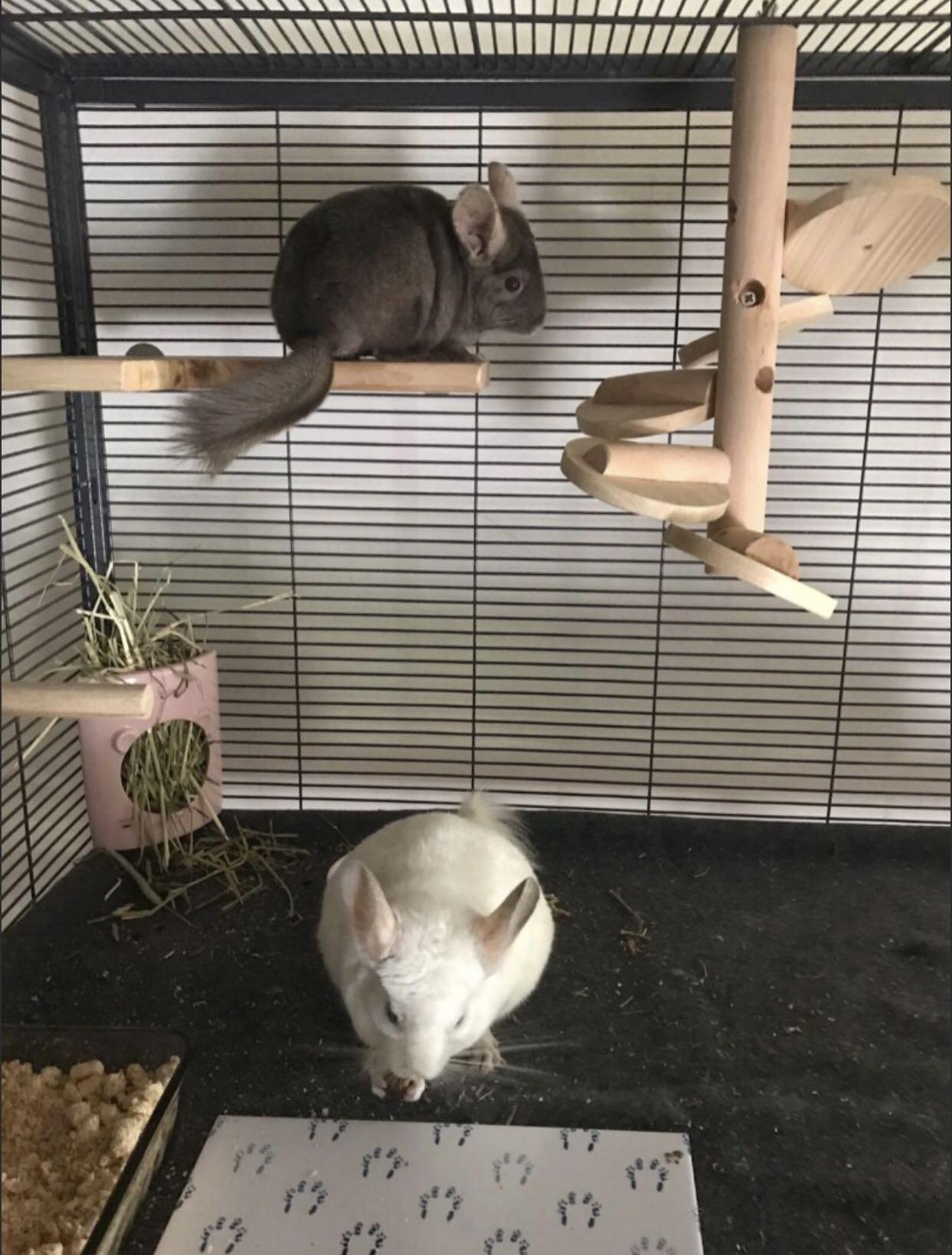 chinchilla boarding near me