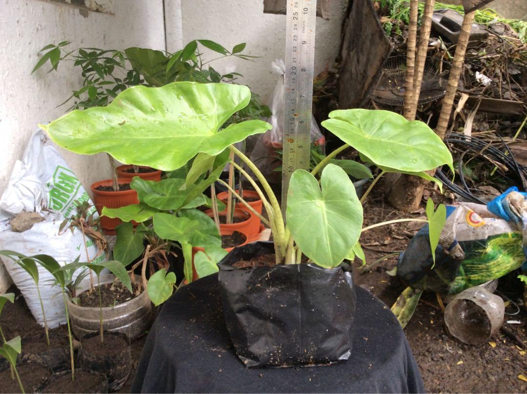 Elephant Ear Plant for Sale, Furniture & Home Living, Gardening, Plants