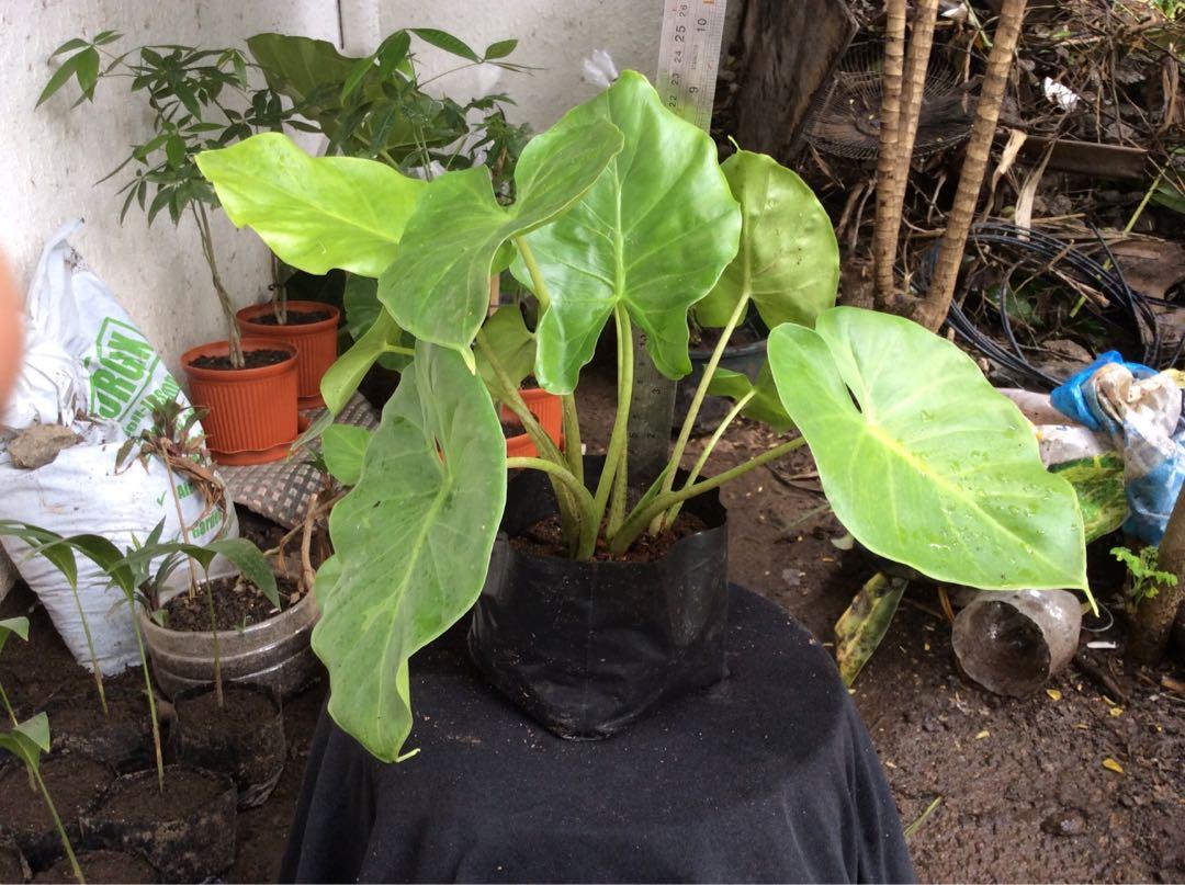 Elephant Ear Plant for Sale, Furniture & Home Living, Gardening, Plants