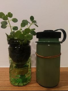 (Category: ) located in . Submitted by smallplantsforsale (Listing ID 1030515762, Image 1). Description: .