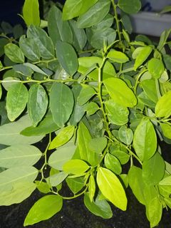 (Category: ) located in . Submitted by 100plants (Listing ID 1030351160, Image 1). Description: .