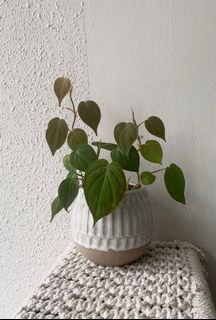 (Category: ) located in . Submitted by petitgardener (Listing ID 1024620823, Image 1). Description: .