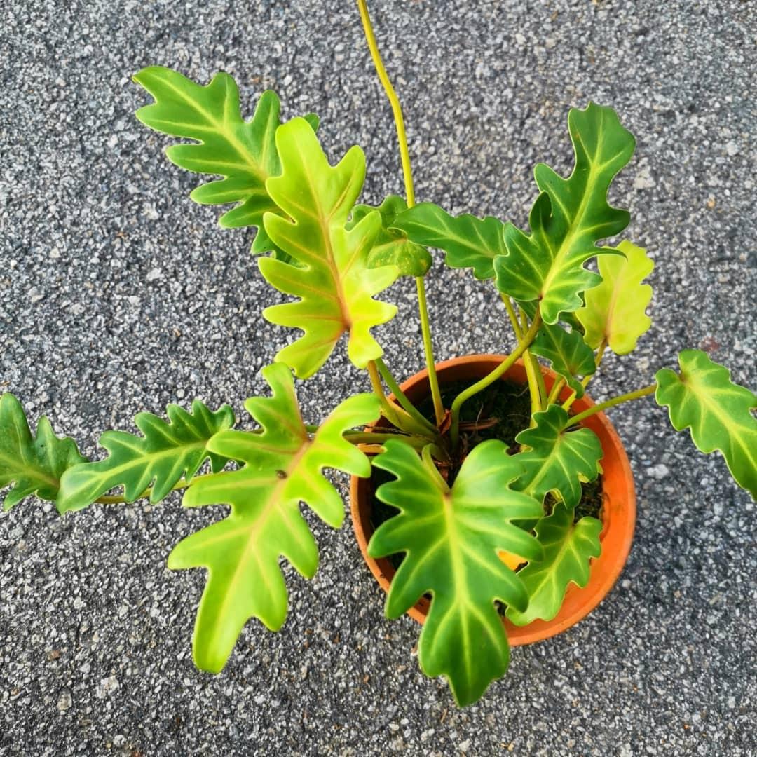 Philodendron Xanadu Golden New Variety Home Furniture Gardening On Carousell