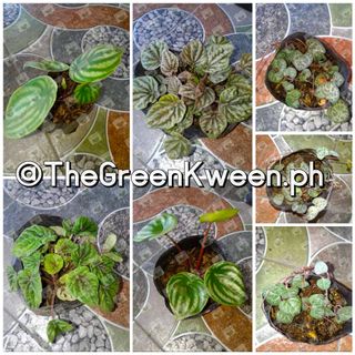 (Category: ) located in . Submitted by green_kween_ph (Listing ID 1030549028, Image 1). Description: .