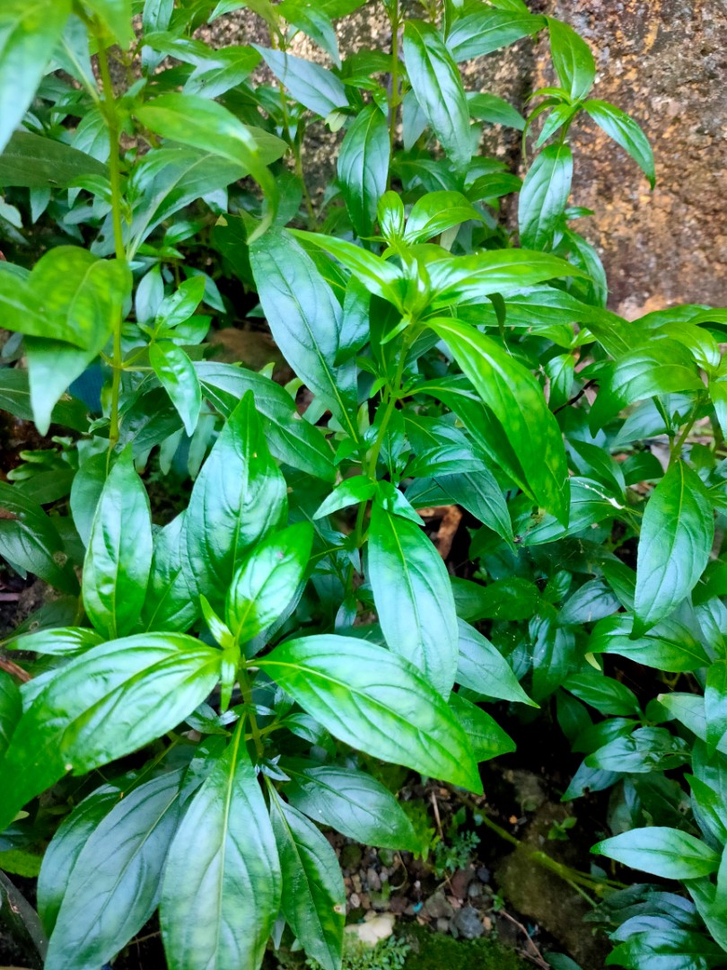 Scientific Name Of Serpentina Herbal Plant