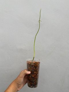 (Category: ) located in . Submitted by orchids_galore (Listing ID 1030361871, Image 1). Description: .