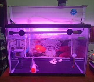 Aquarium Gex 45 cm 1 set