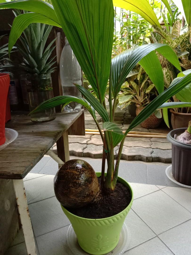 Bonsai Kelapa Coconut Bonsai Home Furniture Gardening On Carousell