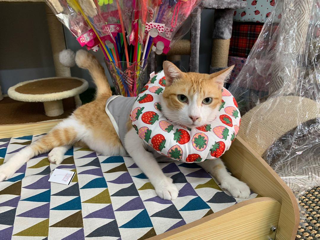E collar for cats near me on sale
