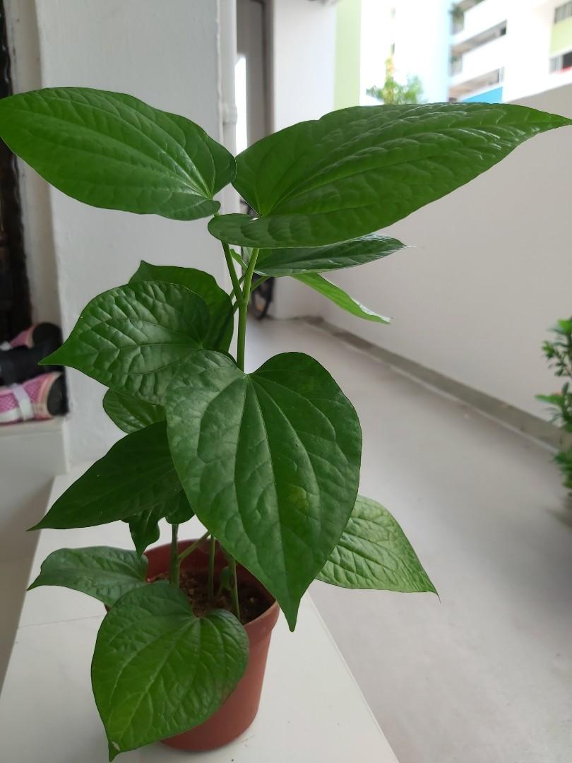 Delicious Daun Kaduk Mylittlegardenshop Gardening Plants On Carousell