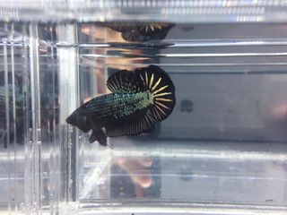 Ikan Cupang Hias Pelakat Candy Marble Perlengkapan Hewan Aksesoris Hewan Di Carousell