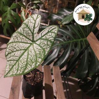 Caladium White Christmas Home Furniture Carousell Malaysia