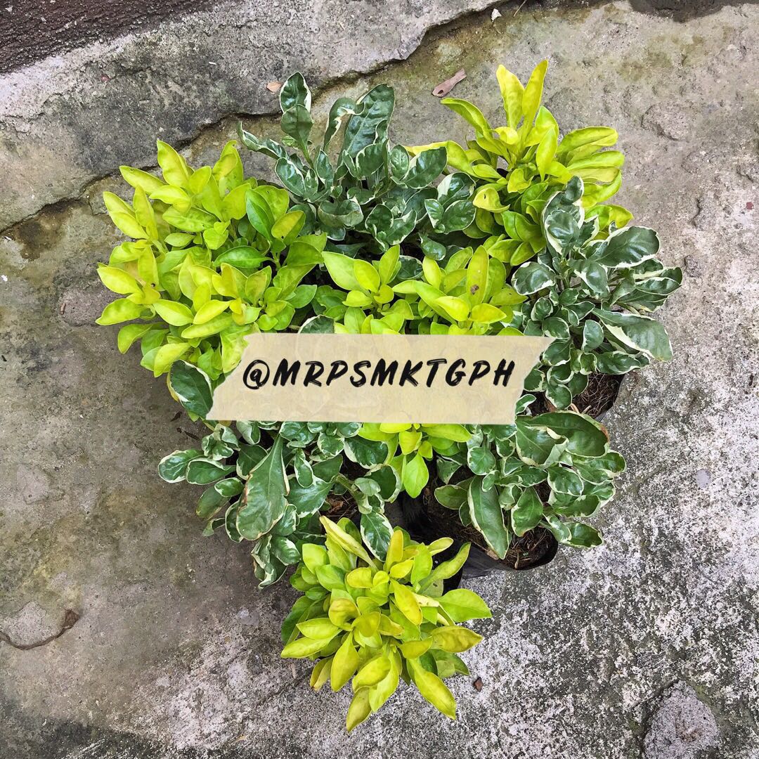 Kutsarita plant, Furniture & Home Living, Gardening, Plants & Seeds on