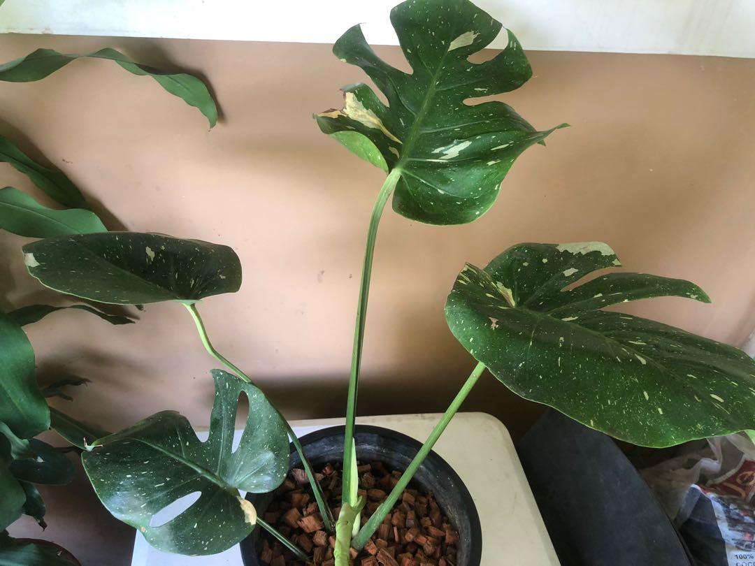 Monstera Thai Constellation Gardening Flowers Plants On Carousell