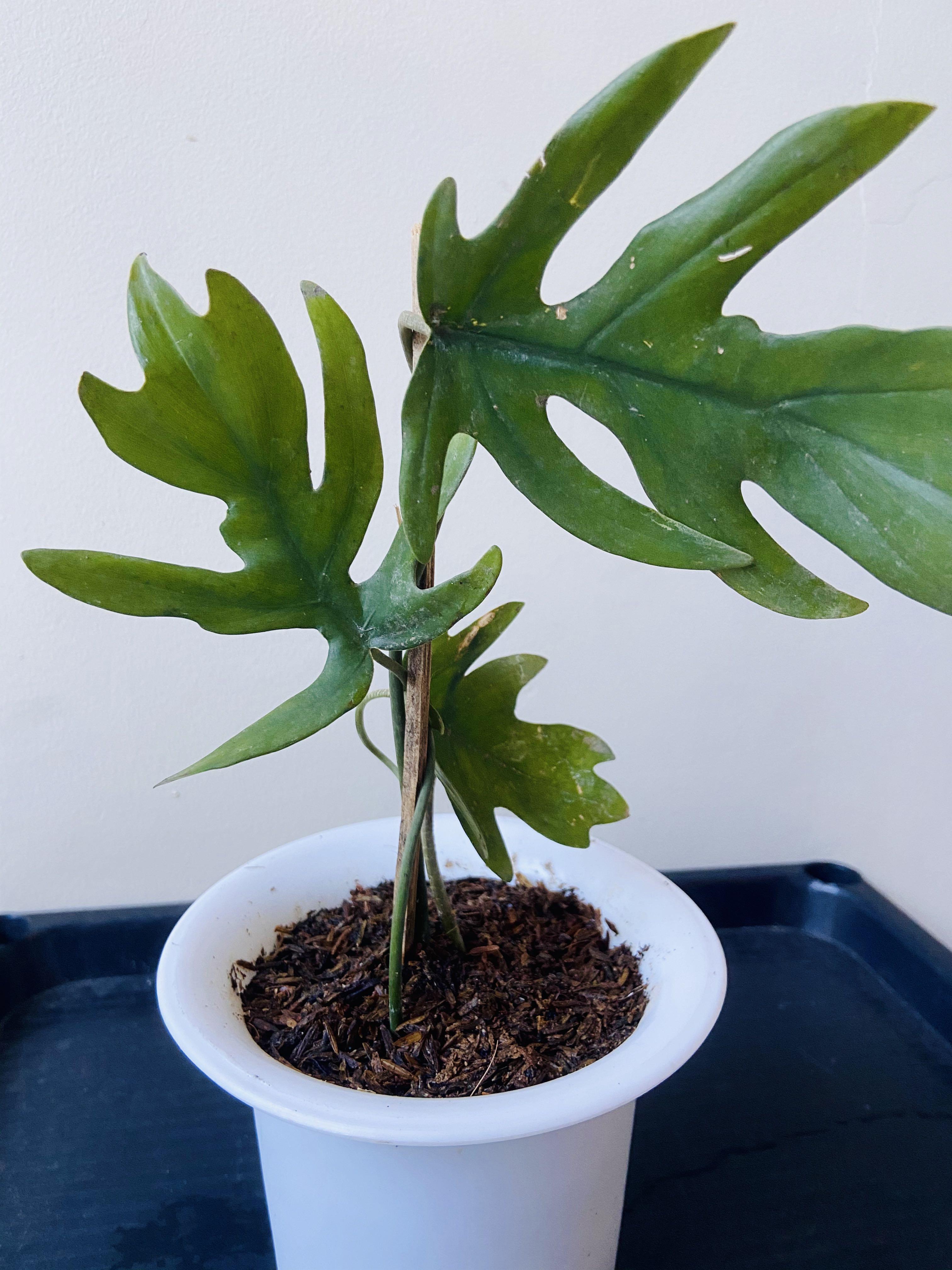 Philodendron Mayoi Gardening Flowers Plants On Carousell