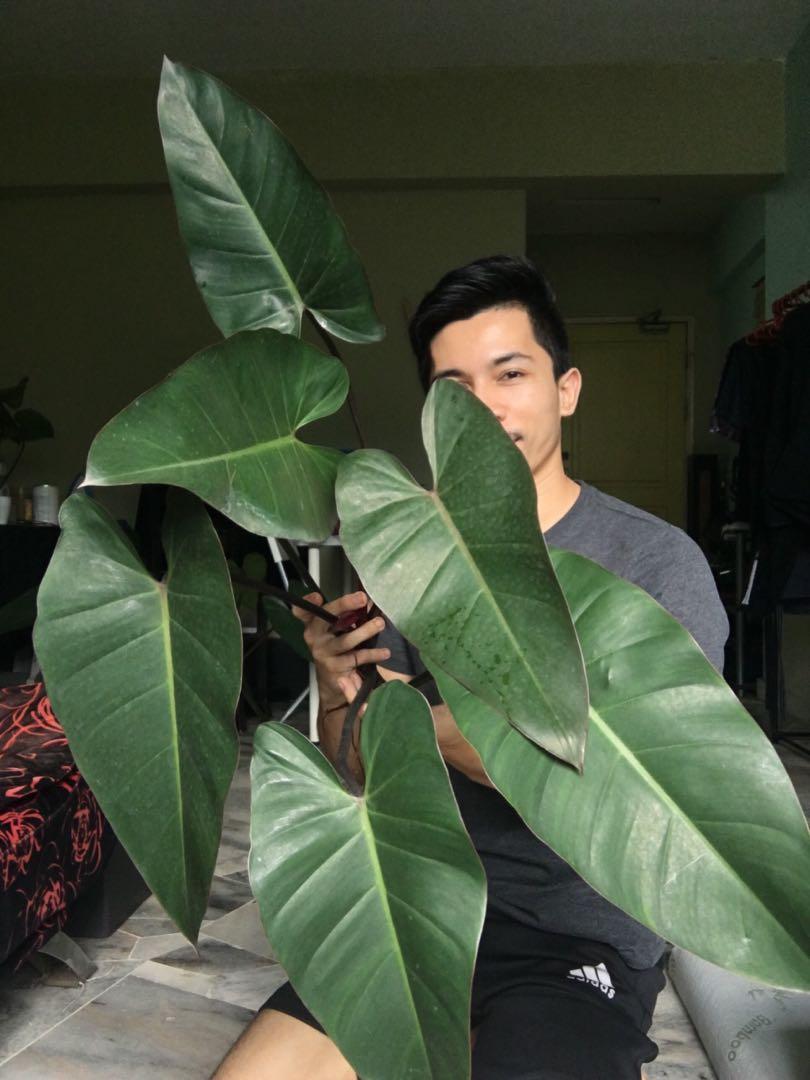 Rare Philodendron Erubescens Red Emerald Home Furniture Gardening On Carousell