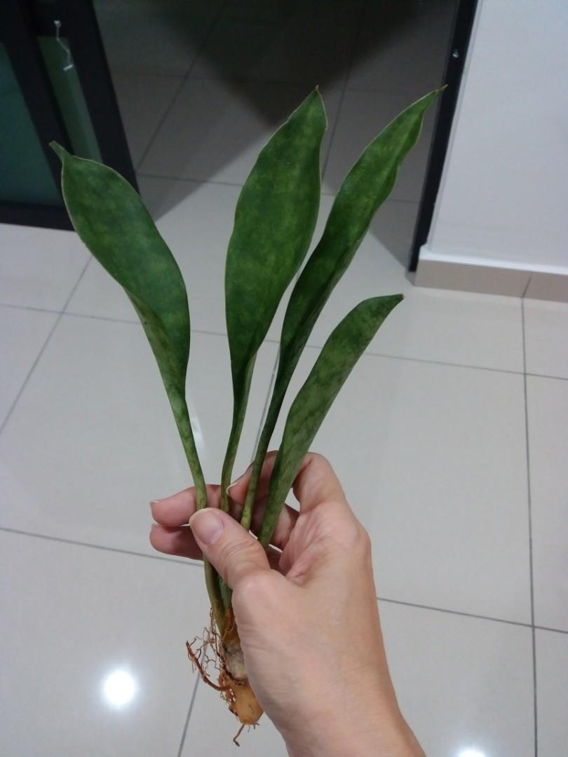 Sansevieria Concinna / Spoon leaf (big leaf), Furniture & Home Living