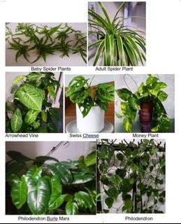 Various Ornamental Plants