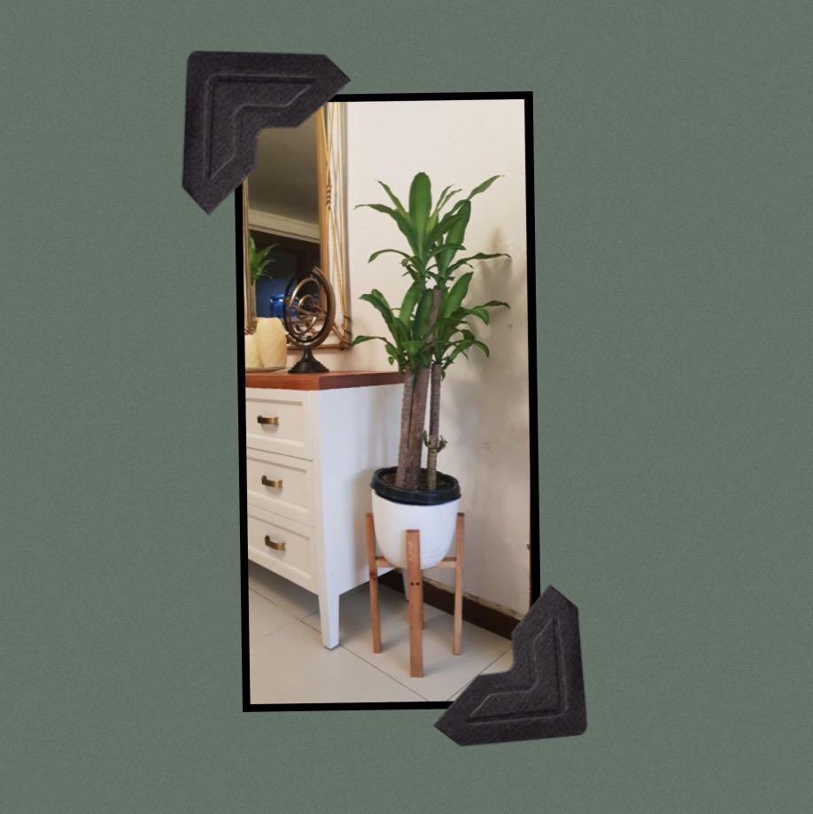Wooden Plant Stands (Category: Soil & Fertilisers) located in Pasig City. Submitted by storebericpp (Listing ID 1030721483, Image 2). Description: We also customize plant stands and racks based on your needs. Please note that price varies depending on the dimensions of the stand and type of pot. For more details, feel free to leave a message 🍃 #augdemand.