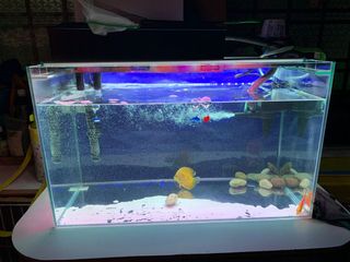 (Category: ) located in . Submitted by hello29 (Listing ID 1030995006, Image 1). Description: .