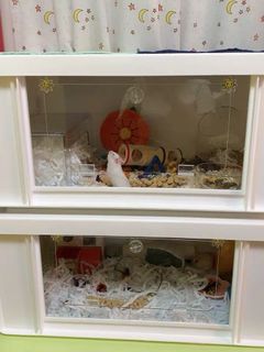 （分類：）位於 。 由 pepppaa 提交（商品編號 1030922312，圖片 1）。簡介： 。