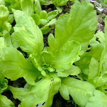 大葉茼蒿種子皇帝菜春菊可水種水耕菜秋冬天菜種園藝菜田田園樂中級有機菜organic Hydroponics Garland Chrysanthemum Seeds Plants Coronarium Gardening 傢俬 家居 Gardening Plants Carousell