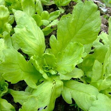 大葉茼蒿種子皇帝菜春菊可水種水耕菜秋冬天菜種園藝菜田田園樂中級有機菜organic Hydroponics Garland Chrysanthemum Seeds Plants Coronarium Gardening 傢俬 家居 園藝