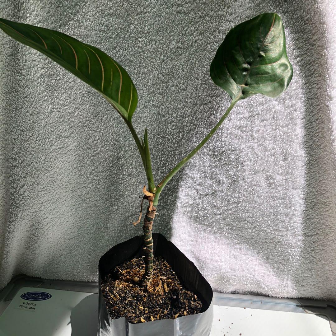 Aglaonema Rotundum Tiger Flower