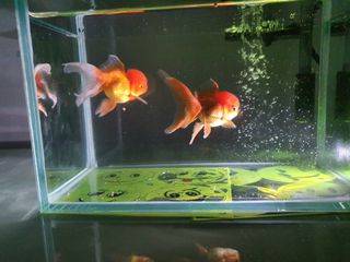 (Category: ) located in . Submitted by ajmalz2510 (Listing ID 1031018203, Image 1). Description: .