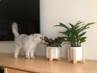 （分類：）位於 。 由 swpkan 提交（商品編號 1030832154，圖片 1）。簡介： 。