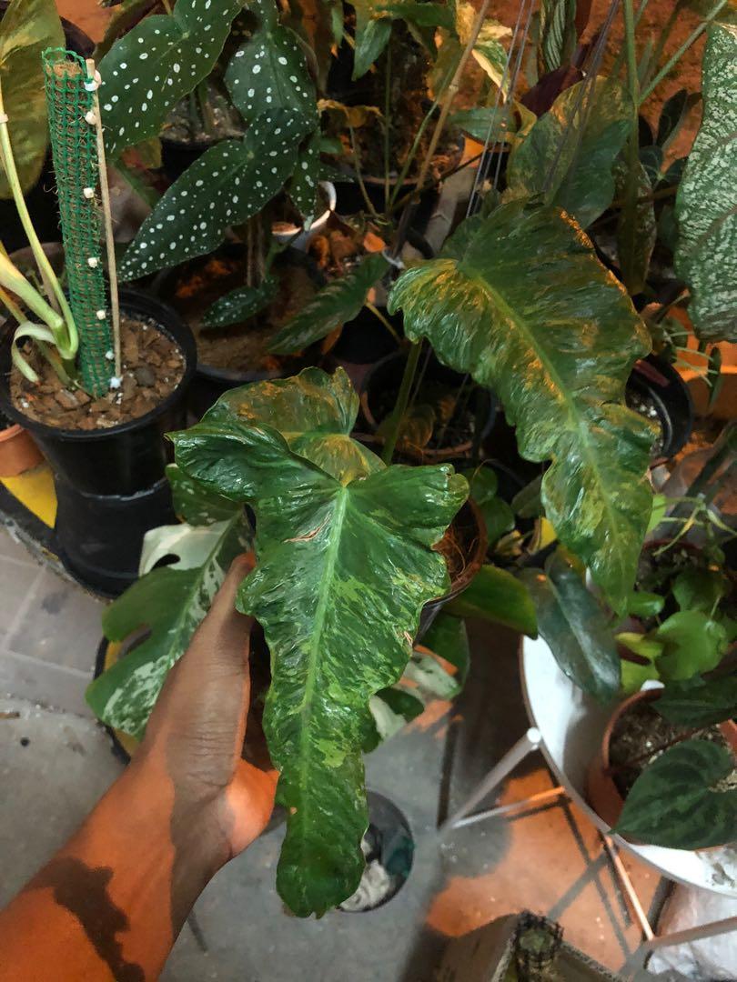 Philodendron Lime Fiddle Home Furniture Gardening On Carousell