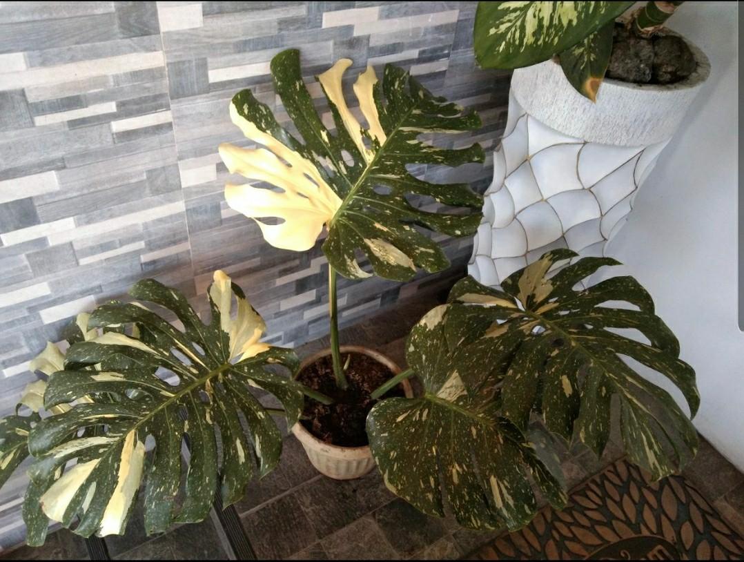 Thai Constellation Monstera Variegated Gardening Flowers Plants On Carousell
