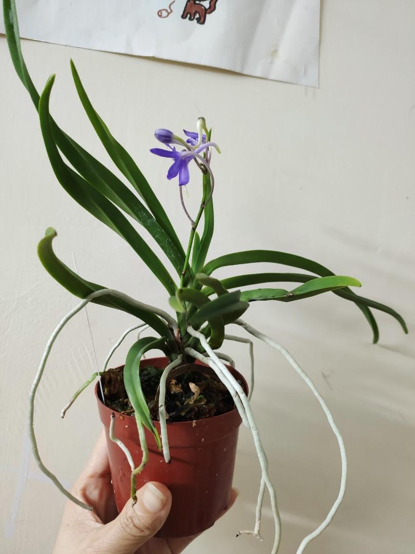 160藍色風蘭 2 5寸盆帶花 花香味好好聞 藍色風蘭是日本風蘭與藍色立梗狐尾交配 老根在一定時間後會老化 並順植株向上長新根 圖片是本株 有興趣請pm 傢俬 家居 園藝 植物及種子