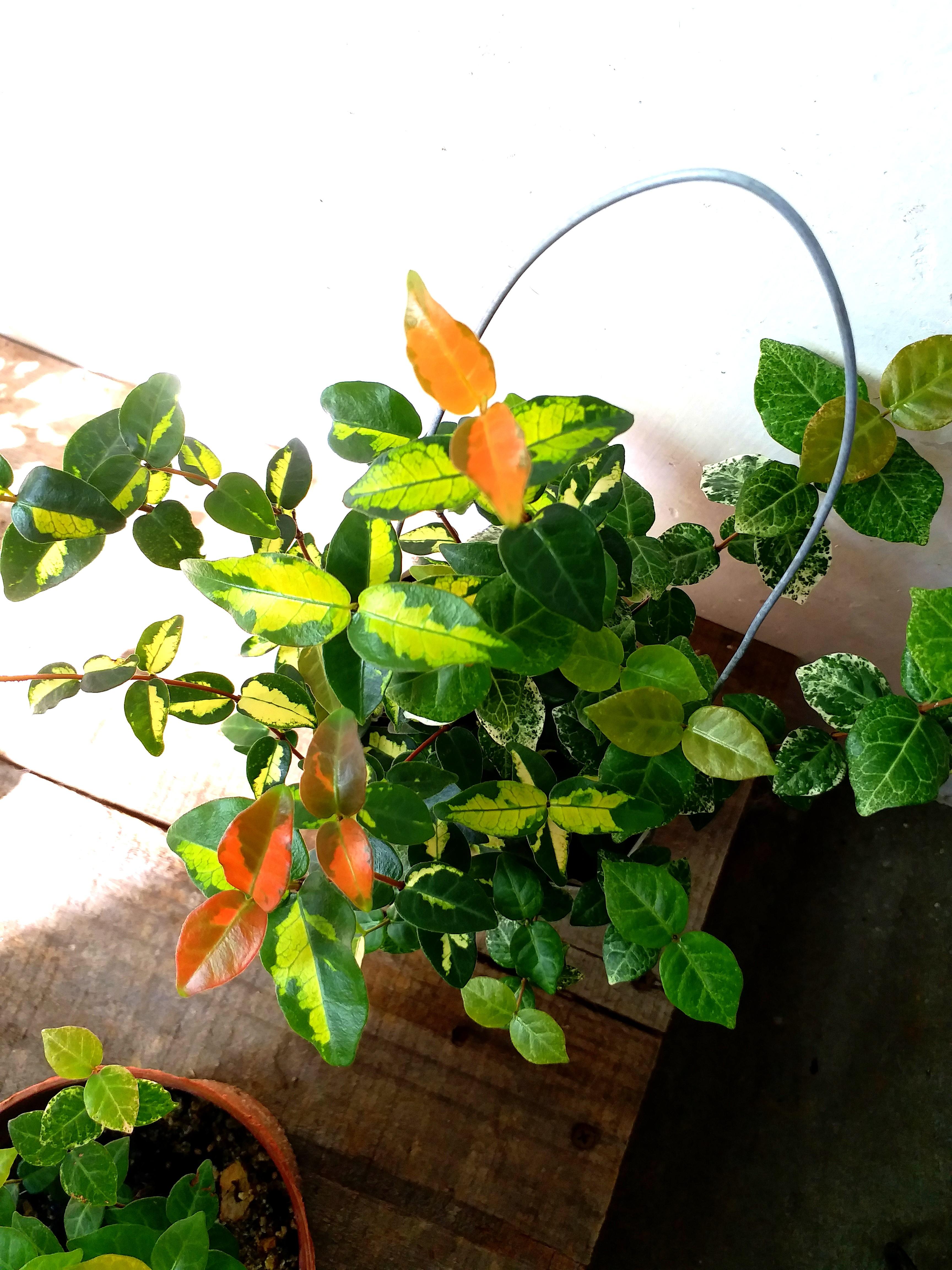 要訂 黃金絡石彩葉洛石躝藤植物彩葉植物陰性盆栽容易種植gold Brocade Star Jasmine Plants Indoor 傢俬 家居 Gardening Plants Carousell