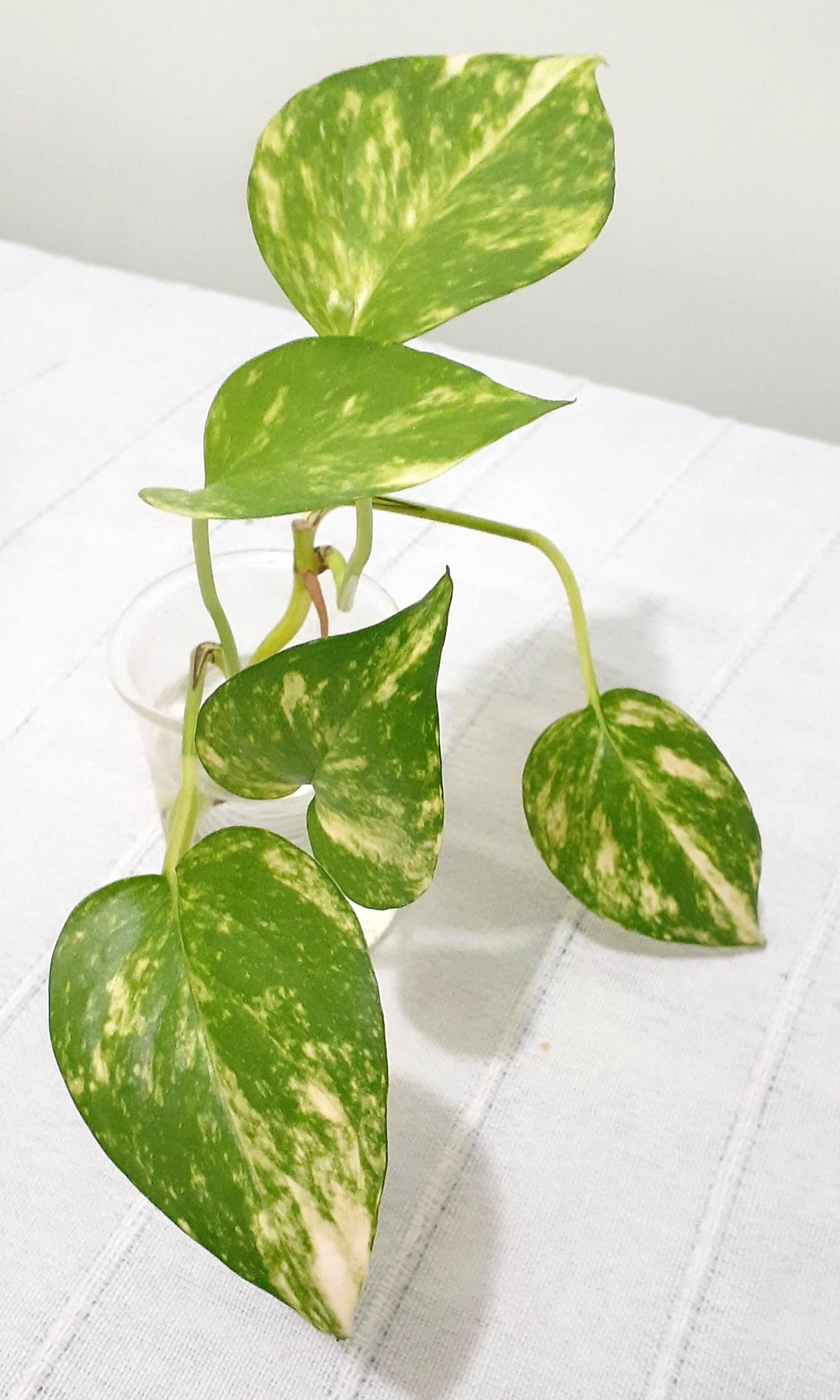 水培黃金葛懶人植物水耕水種綠蘿室內植物小盆栽golden Pothos Plants 傢俬 家居 Gardening Plants Carousell