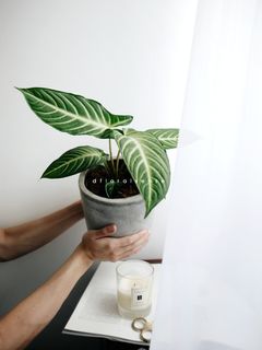 (Category: ) located in . Submitted by dfloralsense (Listing ID 1031169861, Image 1). Description: .