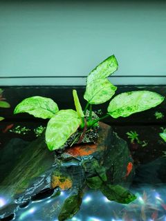 (Category: ) located in . Submitted by jonlim80 (Listing ID 1031214666, Image 1). Description: .