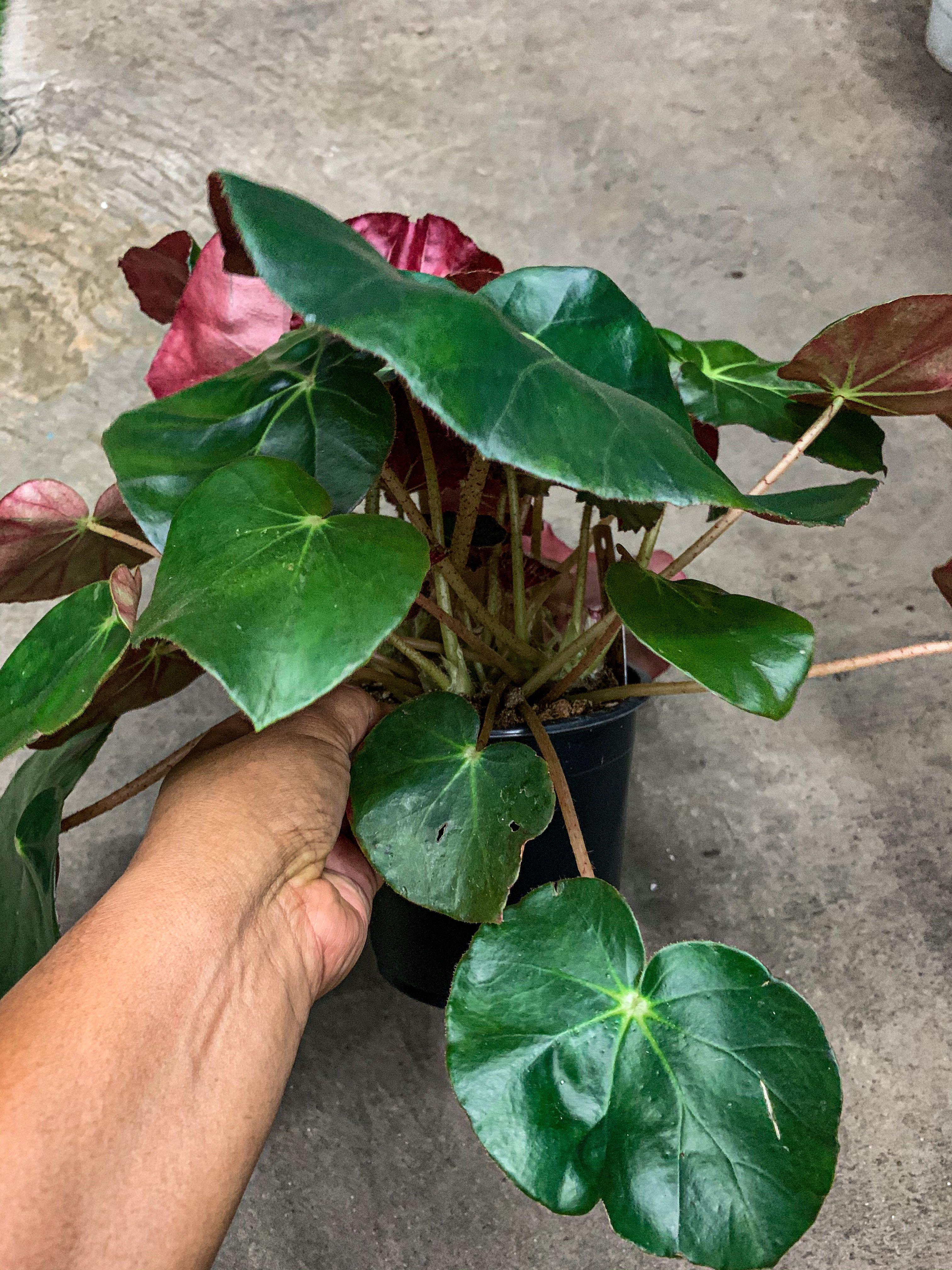 Begonia Erythrophylla, Furniture & Home Living, Gardening, Plants & Seeds  on Carousell